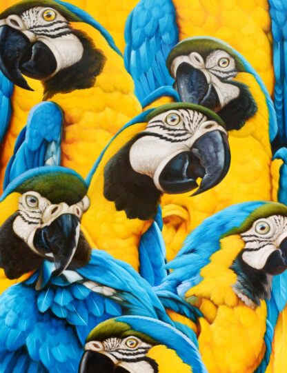 Wild Parrots