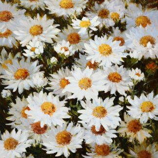 Daisy