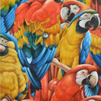 Red and Blue Macaw