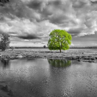 Green Tree