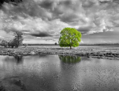 Green Tree