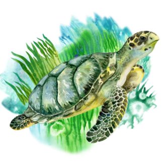 Turtle Watercolor