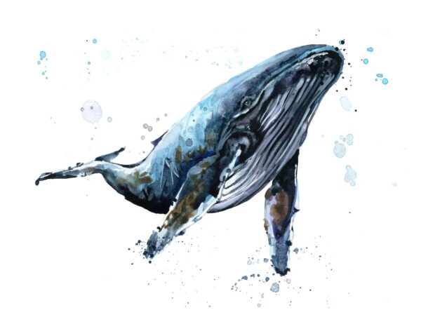 Whale Watercolor