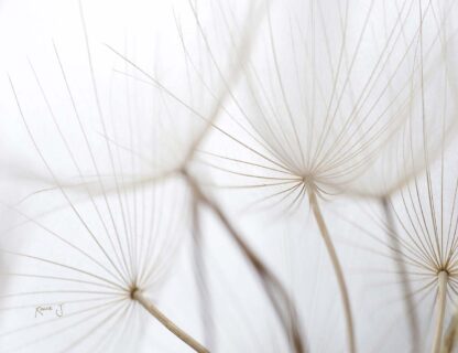 Flying Dandelions