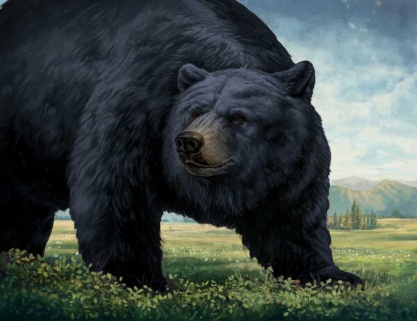 Black Bear GCL3