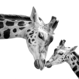 Mother Giraffe with Baby Giclee
