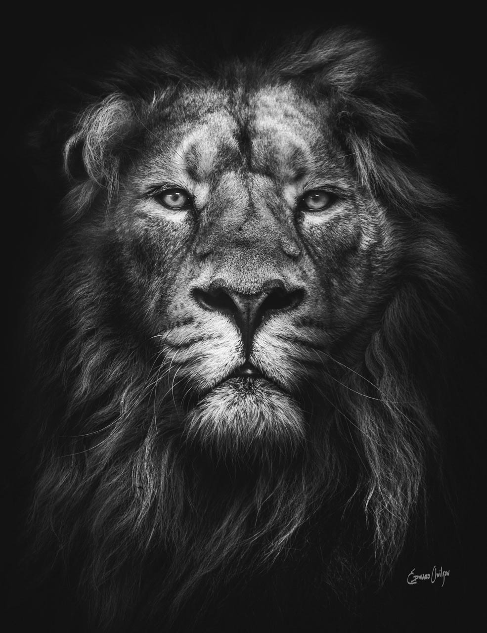 Majestic Lion