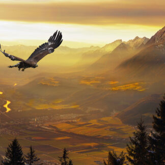 Eagle Soaring Giclee
