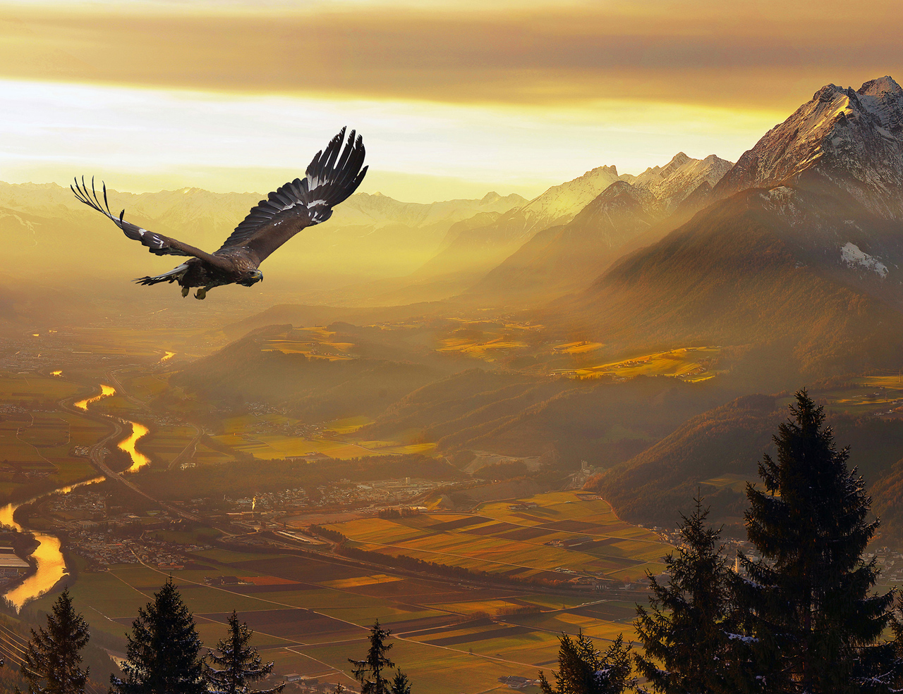 Eagle Soaring Giclee