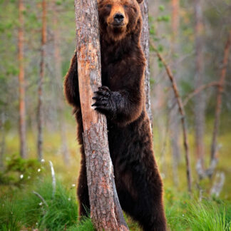 Bear behind a Tree Giclee 36x72