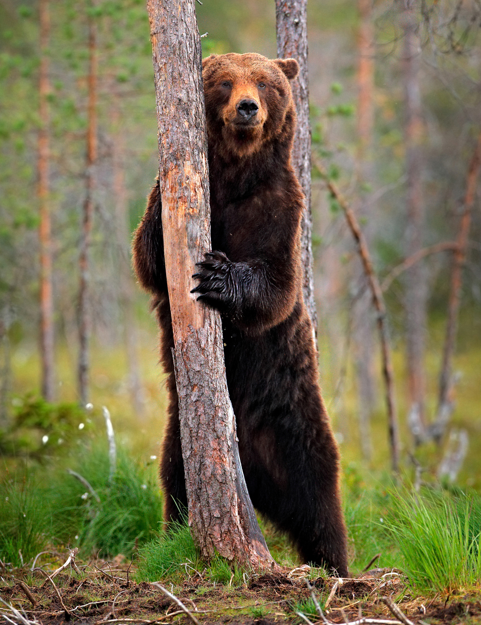 Bear behind a Tree Giclee 36×72