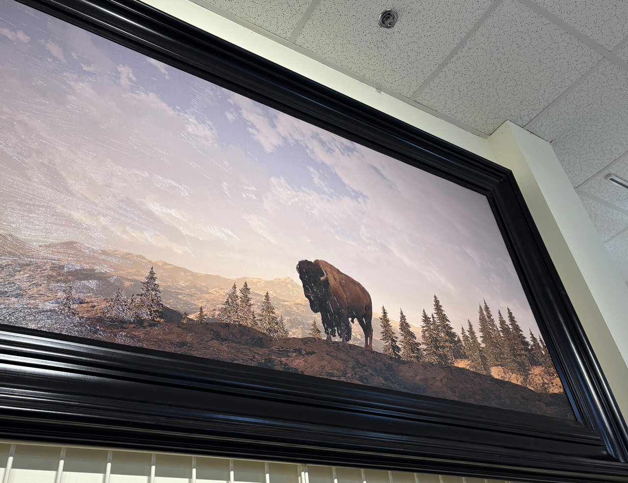 Framed Buffalo on Mountain Giclee