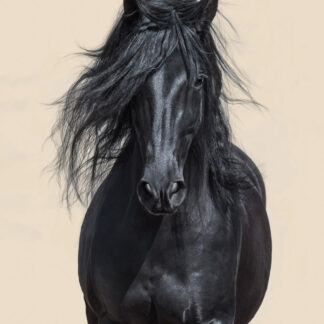 Black Horse Giclee