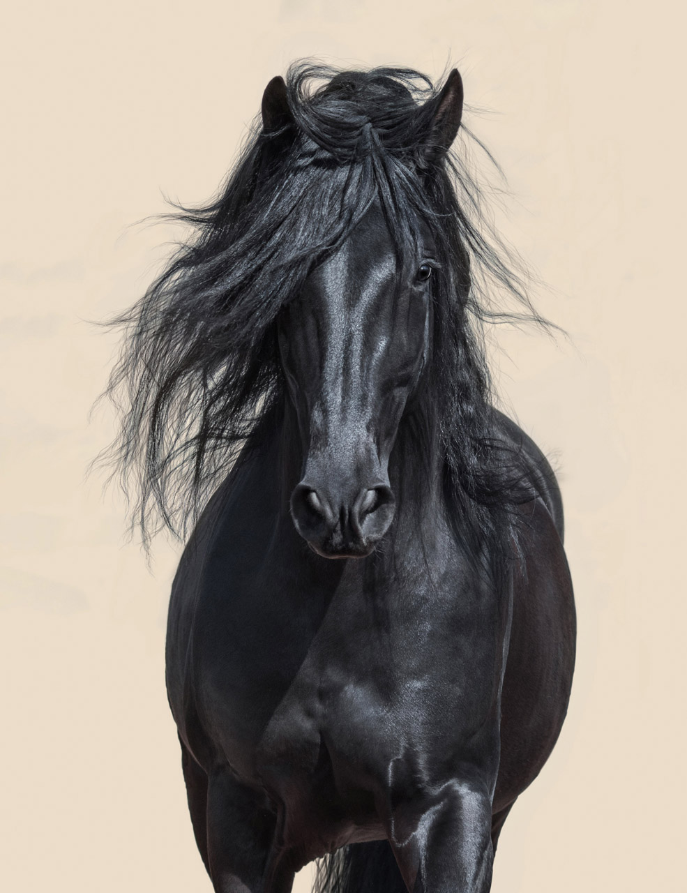 Black Horse Giclee