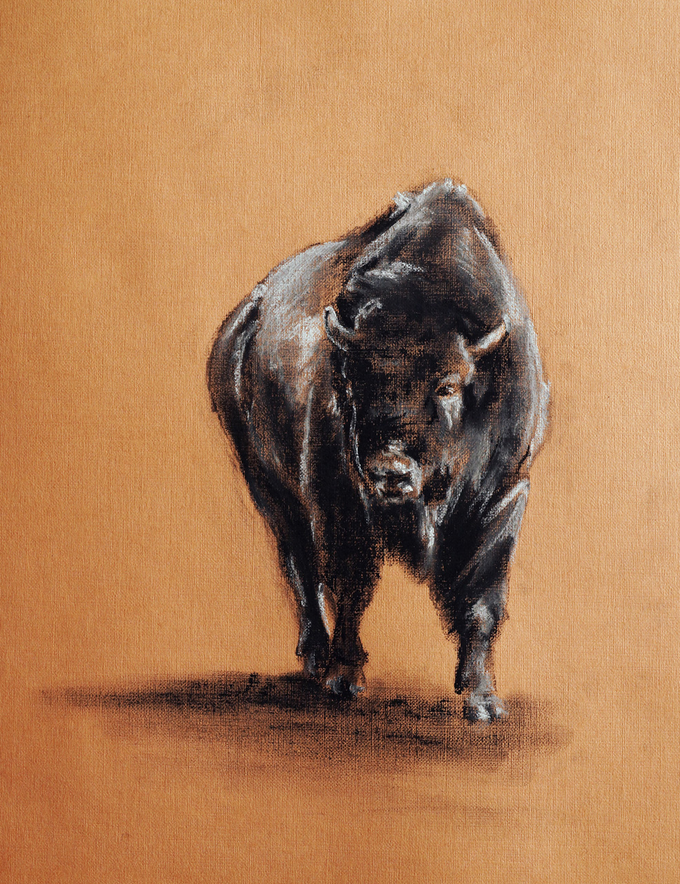 The Watchful Bison Giclee