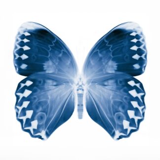 Indigo Butterfly